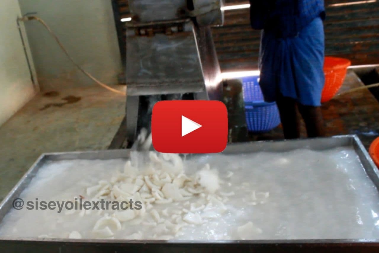 www.siseyoilextracts.in - coconut pre-cutting & Washing